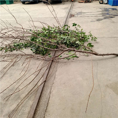 ����ǰ����֦