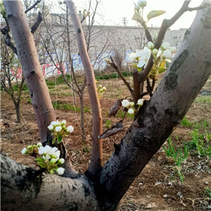 ����ԭ��